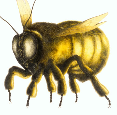 Bee