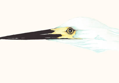 Egret