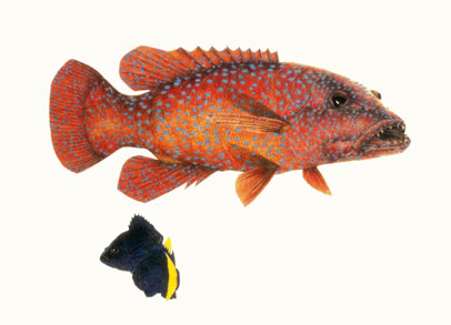 Grouper