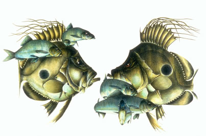 John Dory