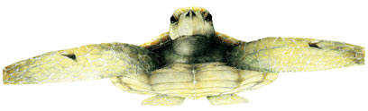 Green Sea Turtle