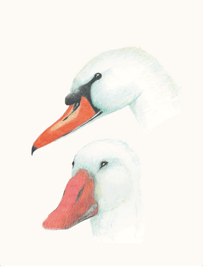 Swan and Goose