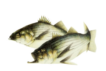 Striped Bass